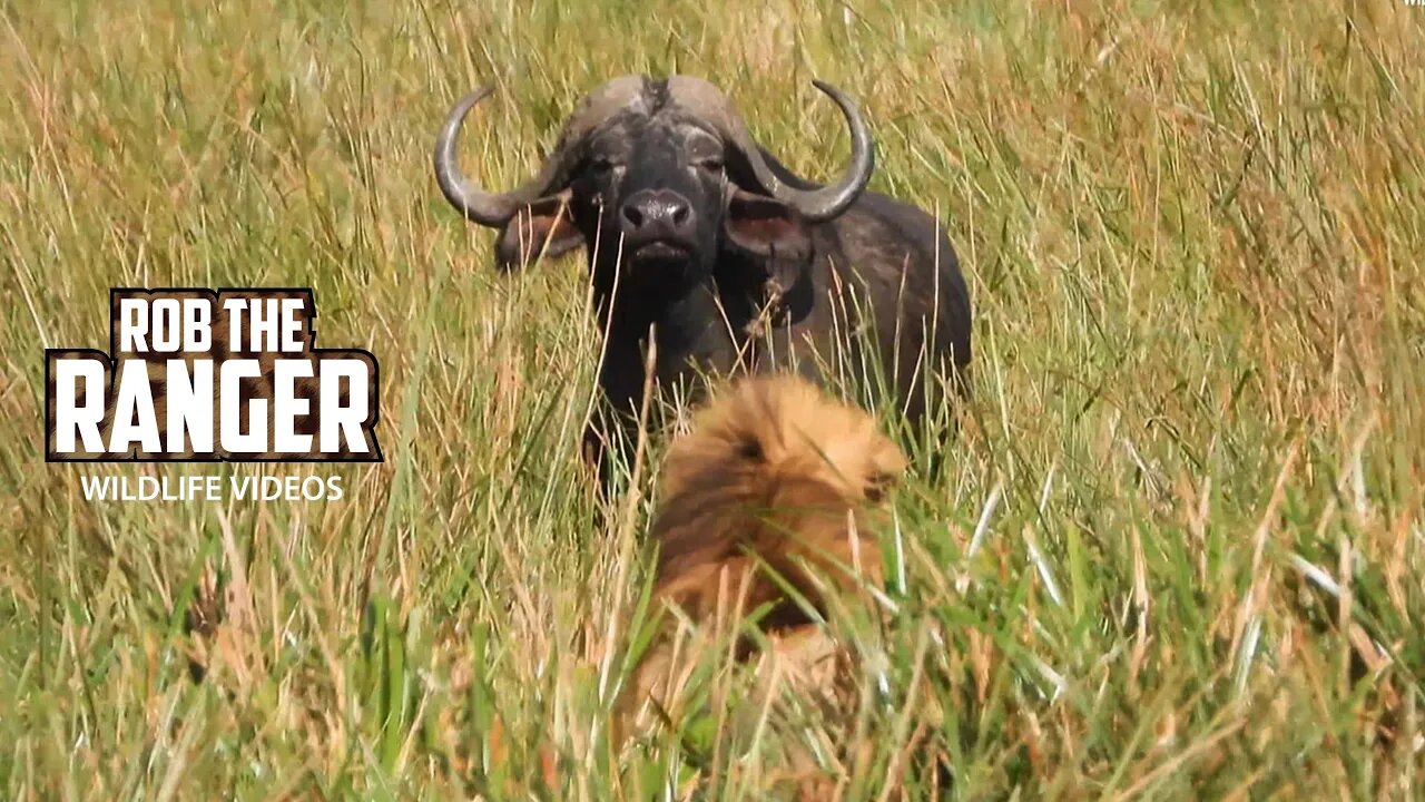 Lions Watching Buffalo | Maasai Mara Safari | Zebra Plains