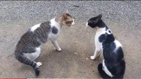 Cats Fighting with sound - Exclusive Video ( Play with full sound )