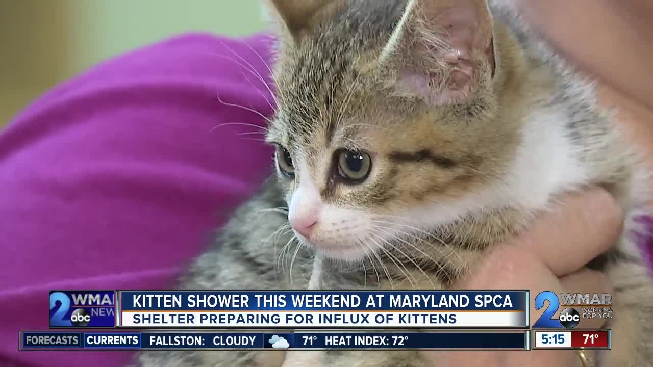 Kitten Shower at the Maryland SPCA to collect donations to care for influx of kittens