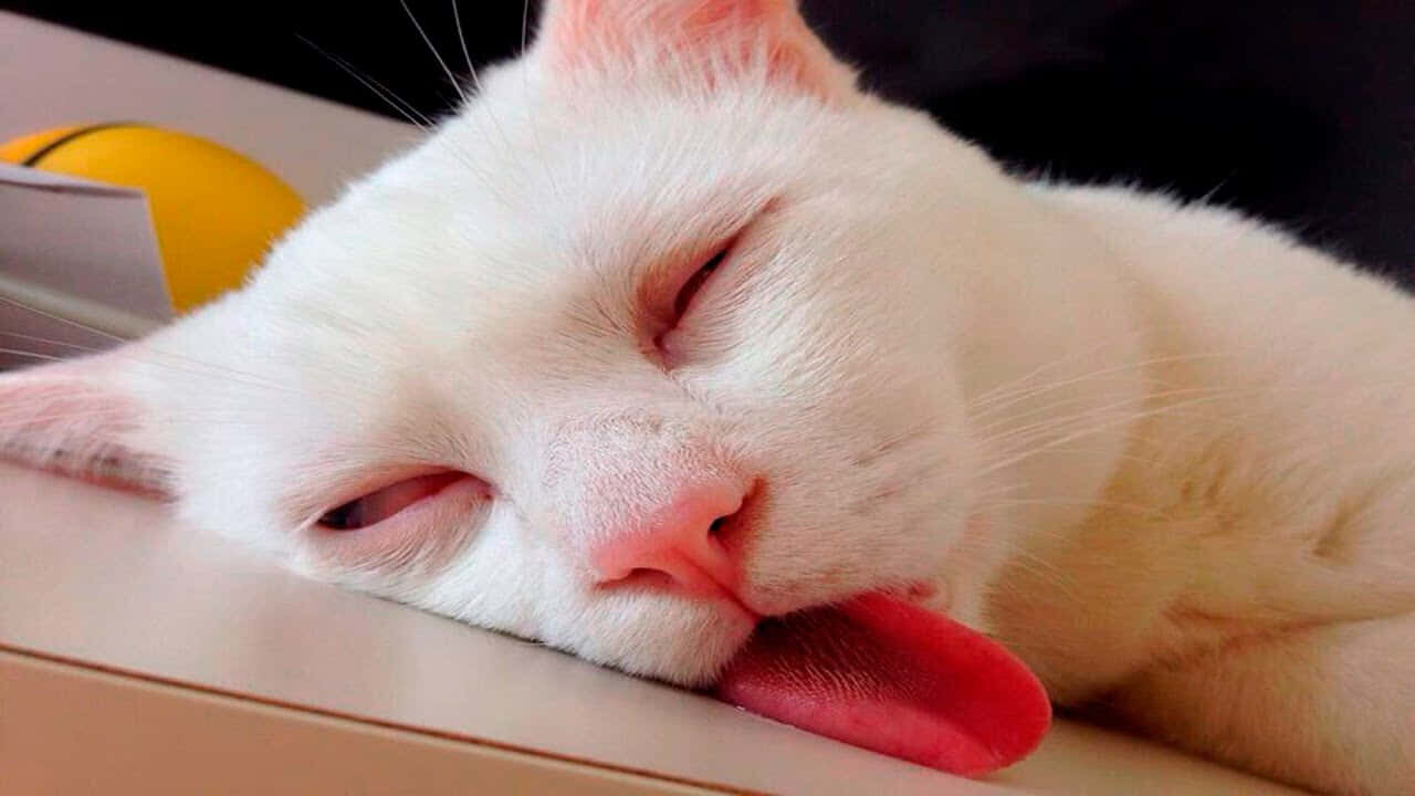 Cute Ginger Kitten Sleeping on a fur White Blanket. Baby Cat Sleeping.