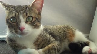 Little Cat Is Being Cute