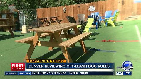 Denver reviewing off-leash dog rules