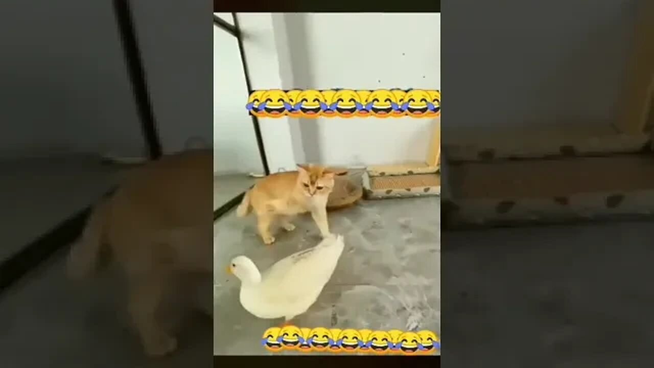 quando vi esse vídeos nao parei de rir até agora