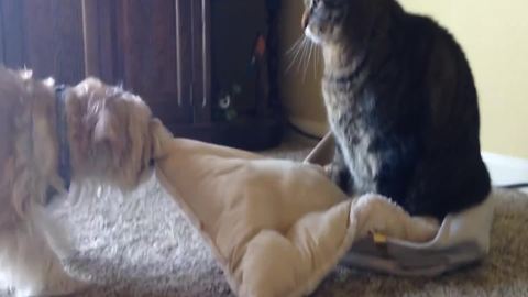 The Funniest Case Of Rivalry Between A Cat And A Dog