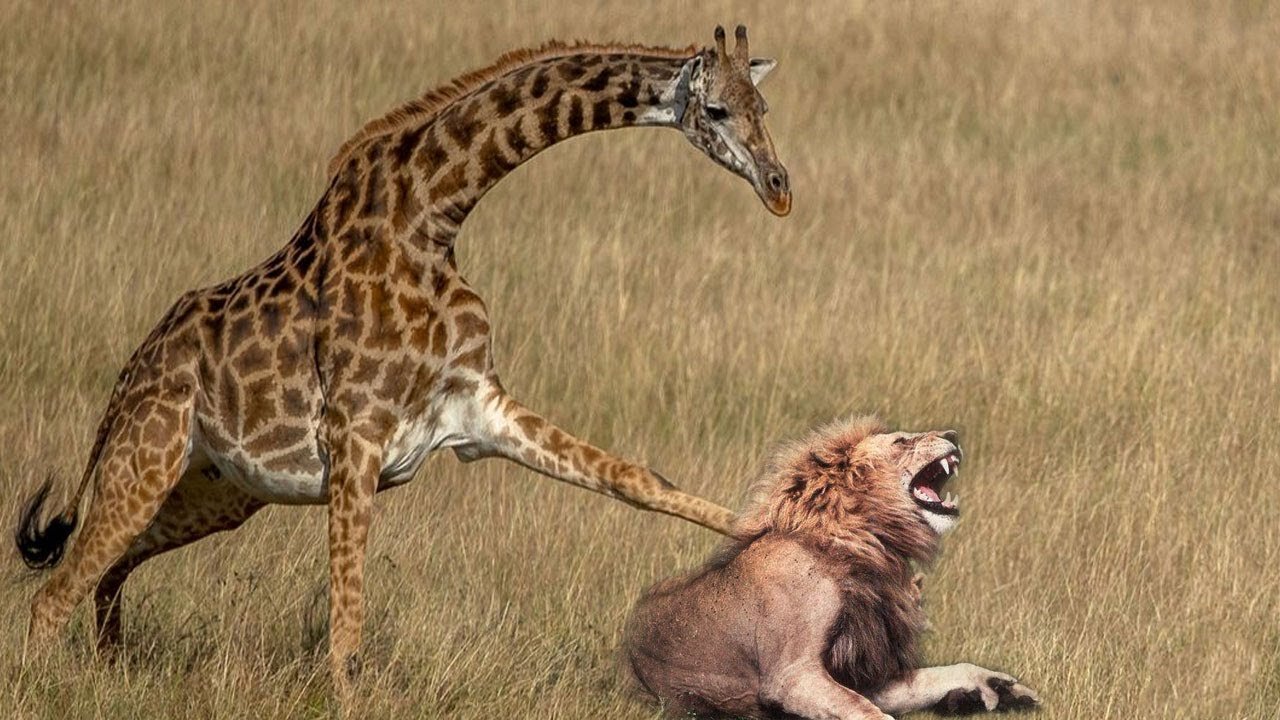 Mother Giraffe Fights Lions off from eating Her Baby