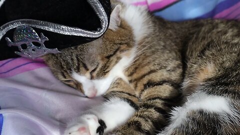 The Sleeping Pirate Cat