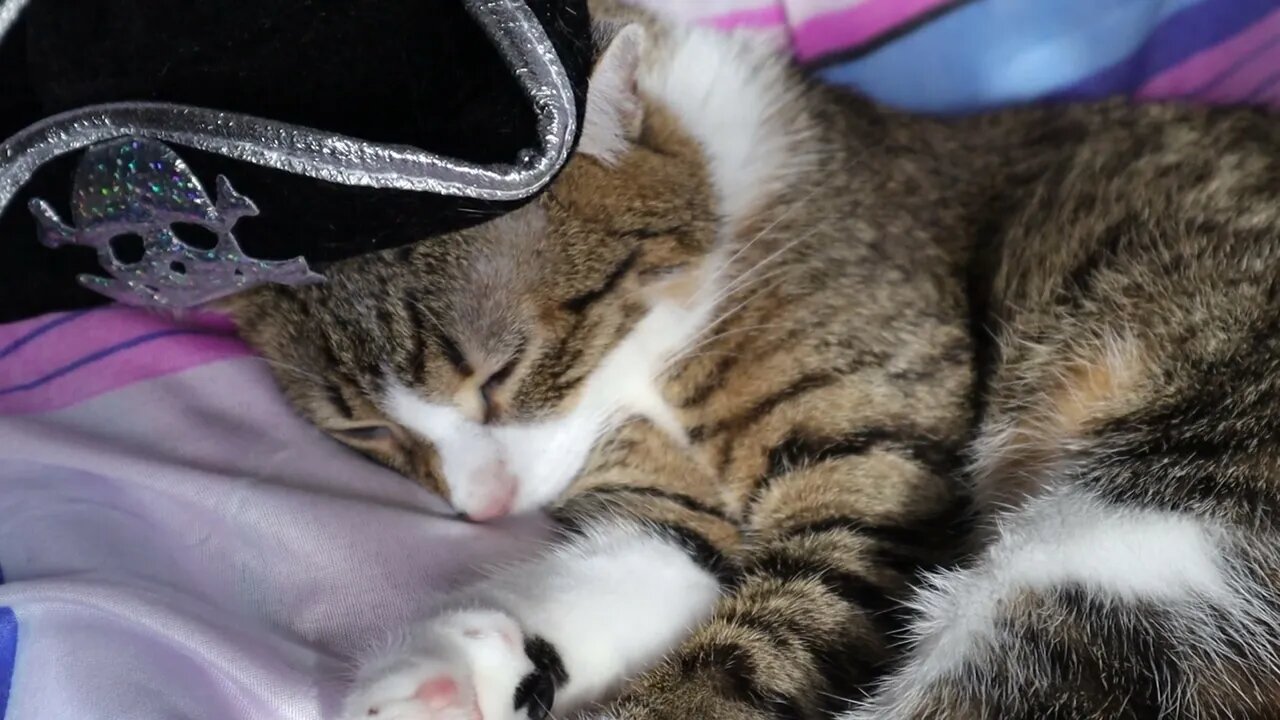 The Sleeping Pirate Cat