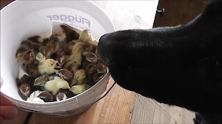 Gentle German Shepherd welcomes newborn quail chicks