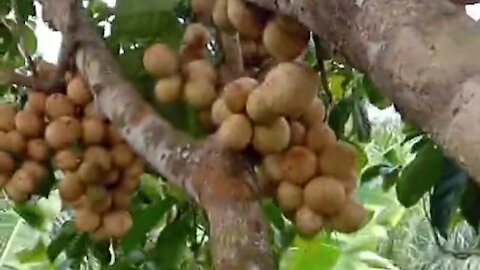 hamlet fruit tree