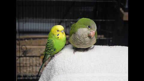 Quaker Parrot (Bringing the baby home)