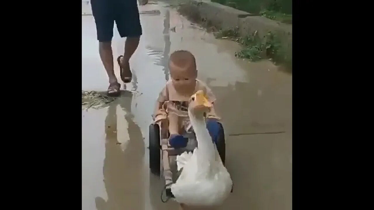 Very funny video of a little boy. Which is enjoying the duck.