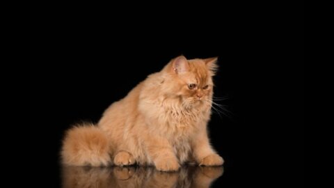 Beautiful cat alone looking at the scenery