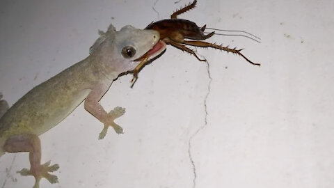 Lizard Eating Cockroach