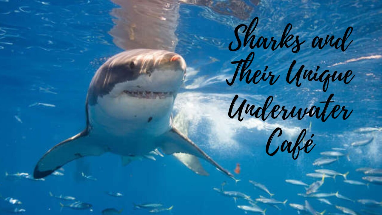 Sharks and Their Unique Underwater Café