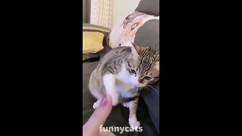 Hilarious cat video