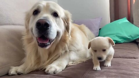 Golden Retriever Confused by new Puppy