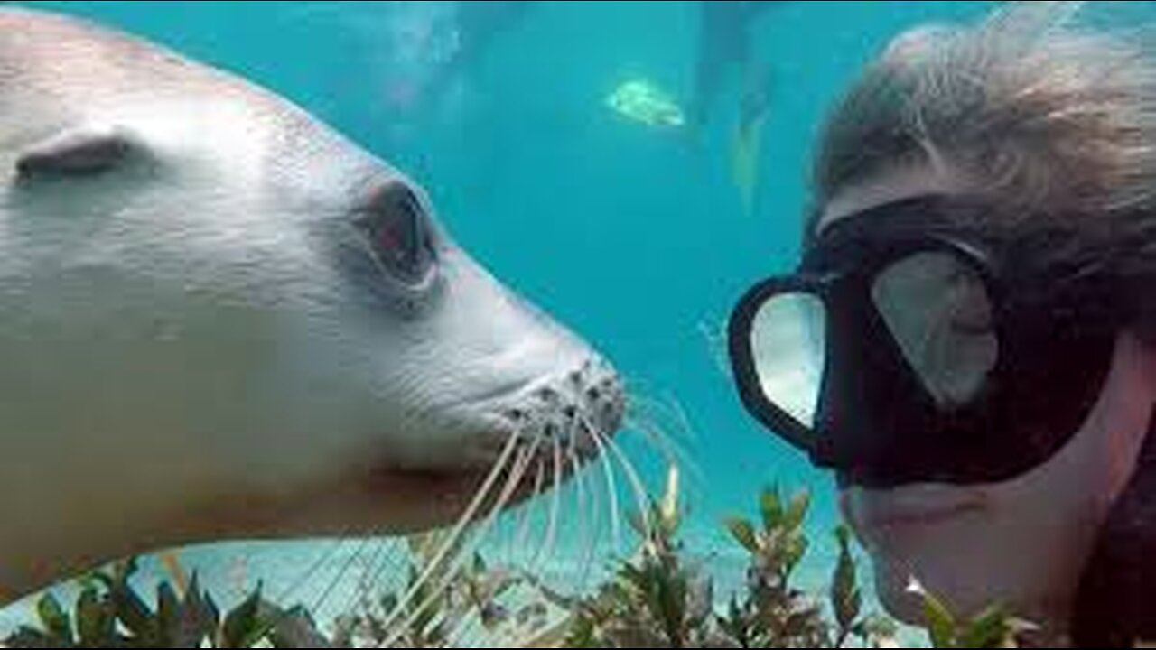 Swimming with Sea Lions: Surprising Encounter and Incredible Animal Energy