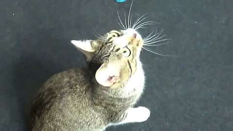 The Acrobatic Kitten