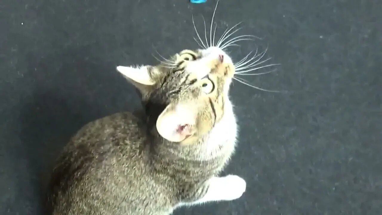 The Acrobatic Kitten