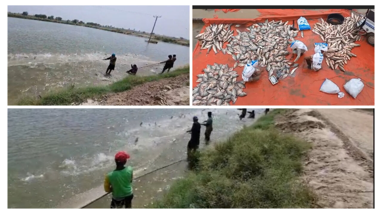 Rahu fish Farming in Pakistan