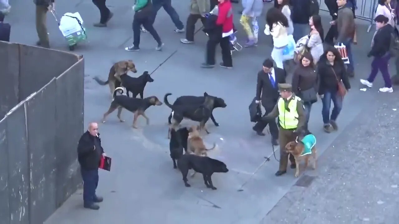 #2022 MUST SEE!! POLICE DOG ATTACKED BY PACK OF STRAY DOGS