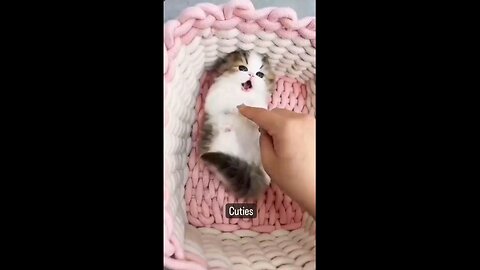 adorable_cuties__Little_kittens_so_beautiful moments_😱😍