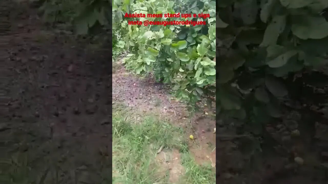 DISCOVERY GUTO - MINHA MAE DO MATO #shorts #viral