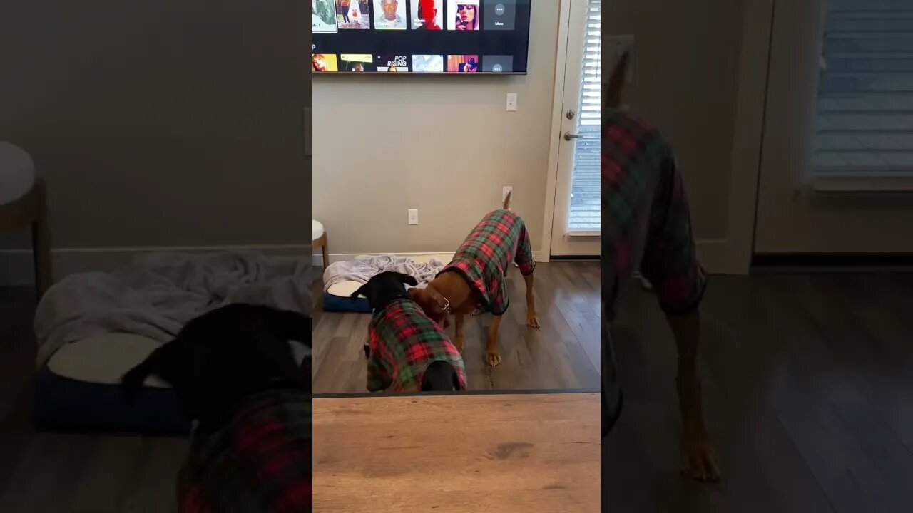 Doggy Christmas Jammies. Who wears it better?