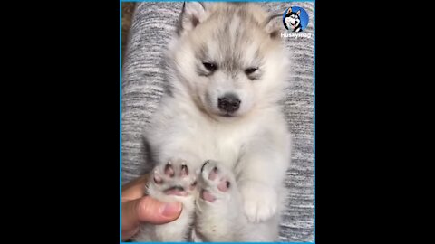 Fluffy Siberian Husky Puppies That Will Steal your Heart