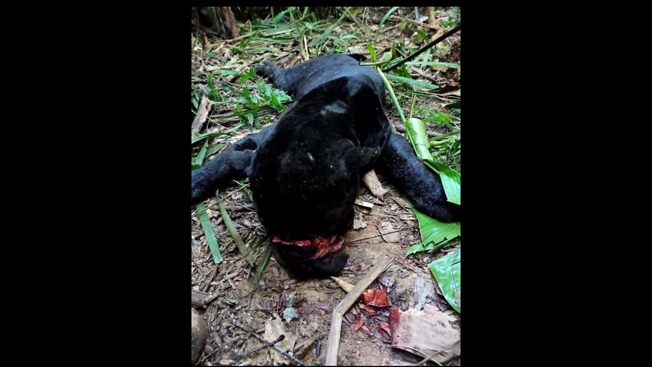 Onça mata criança no Brasil em uma cidade chamada Brasil novo