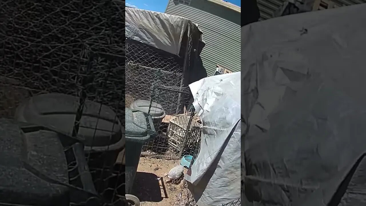 Farm cam. Guinea fowl keets