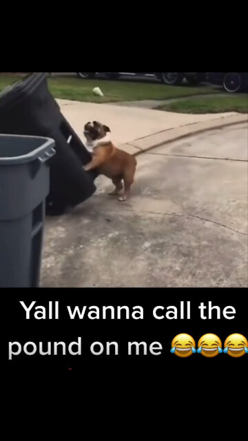 Funny dog video - Try not to laugh - Dog knocks over trash cans