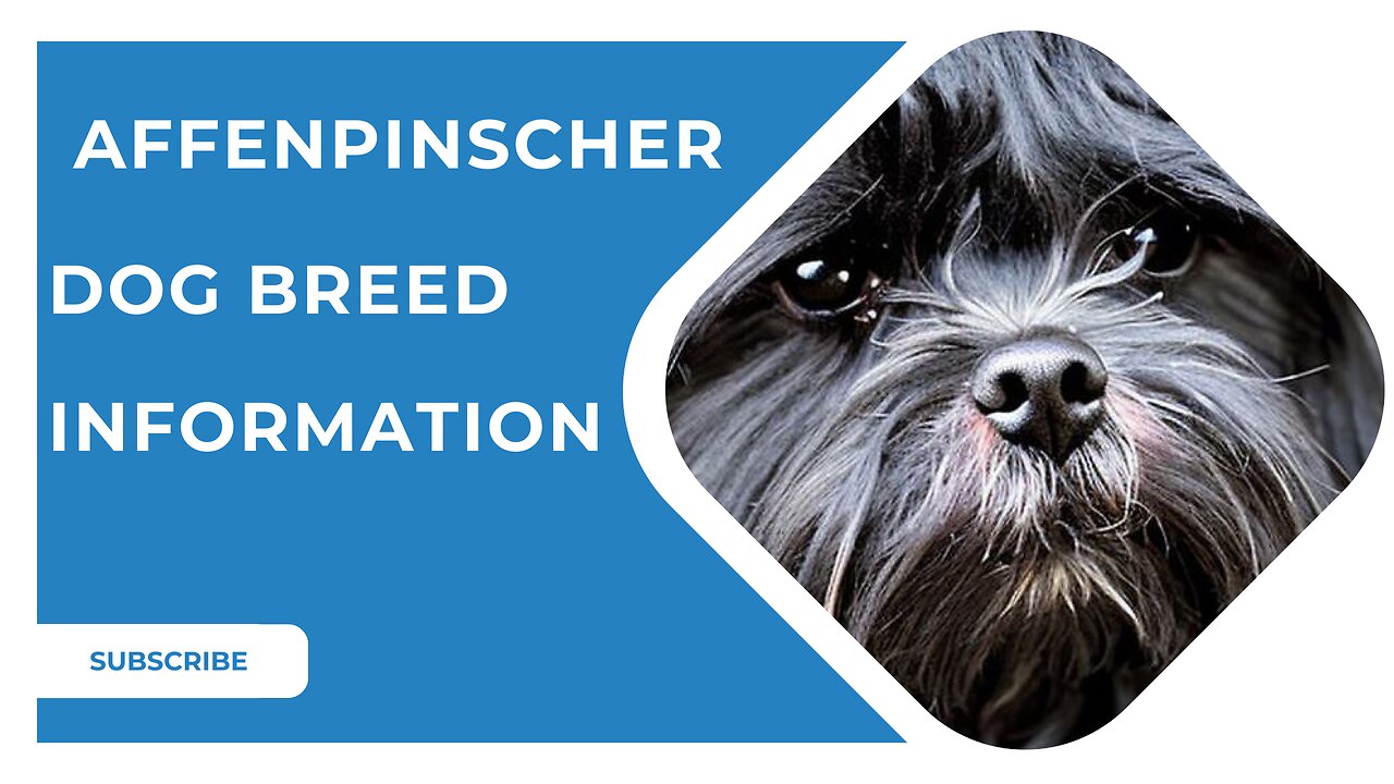 Affenpinscher Dog Breed Information | Dog breeds