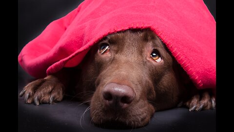 How to End My Dog's Fear