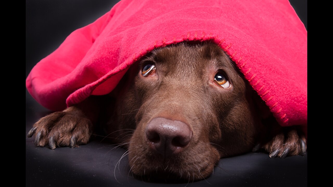 How to End My Dog's Fear