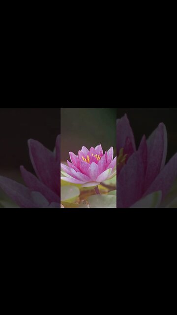 1 Minute Meditation I'M GRATEFUL FOR WAKING UP WISER #shorts #youtubeshorts #1minutemeditation