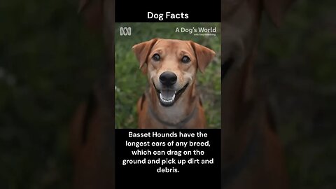 Dog Facts #shorts #youtubeshorts #dog #facts #pets