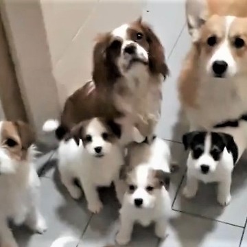 15 hungry puppies politely beg for their lunch