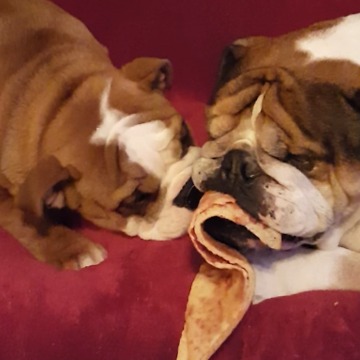Two Adorable Bulldogs Eat A Slice Of Pizza Together