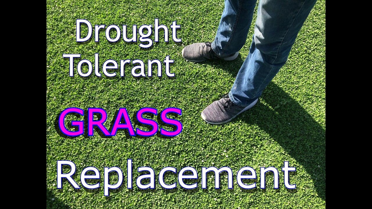 Best Drought Tolerant Grass | Kurapia Sod | Grass Substitute (2022)