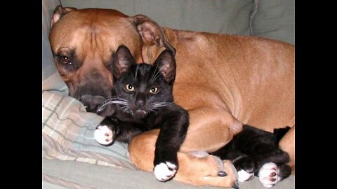 Dog and cat ! It needs to be seen.