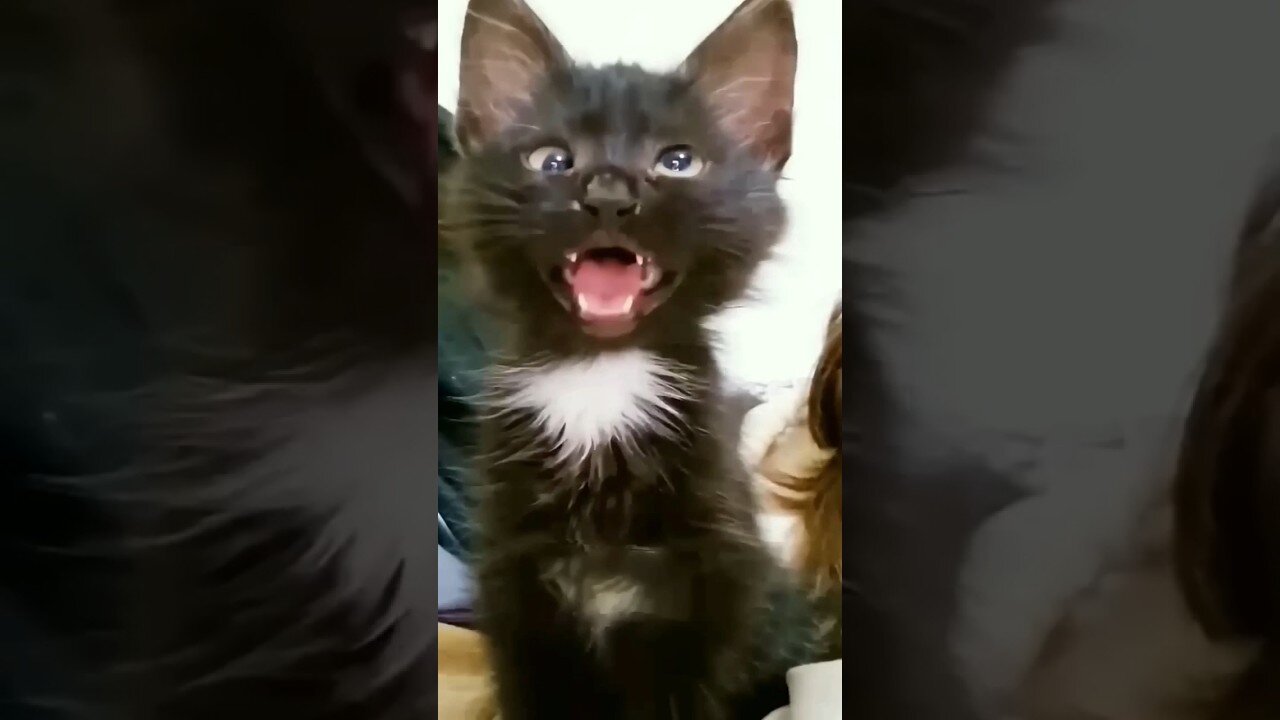 Funny cat video!