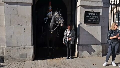 Kiss the Horse and get licked #horseguardsparade