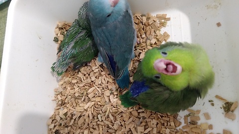 Cute baby parrot is trying to scare giant people