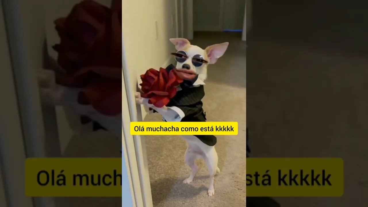 QUANDO VI ESSE VIDEOS NÃO PAREI DE RIR