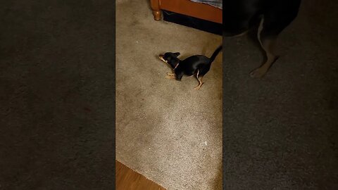 Snickers letting me know it's time to go