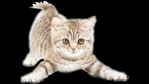 SO FUNNY CATS ADORABLE