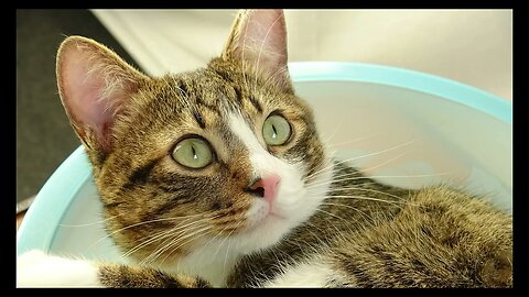 Cat Photography