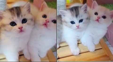 cute kitten from usa today