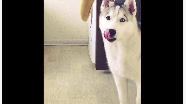 Minion Husky Goes Bananas For This Exotic Fruit